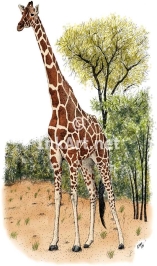 http://www.inkart.net/animals/images/large/reticulated_giraffe.jpg
